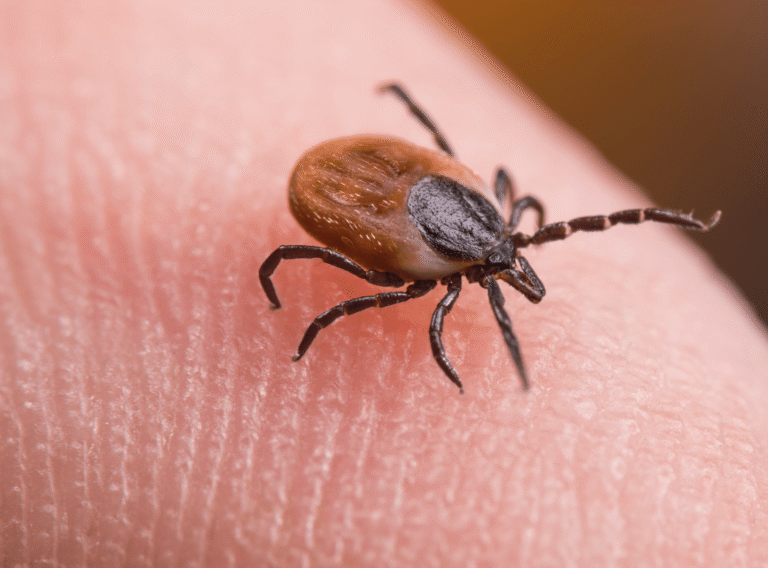 Erikinio encefalito tyrimas Altamedica